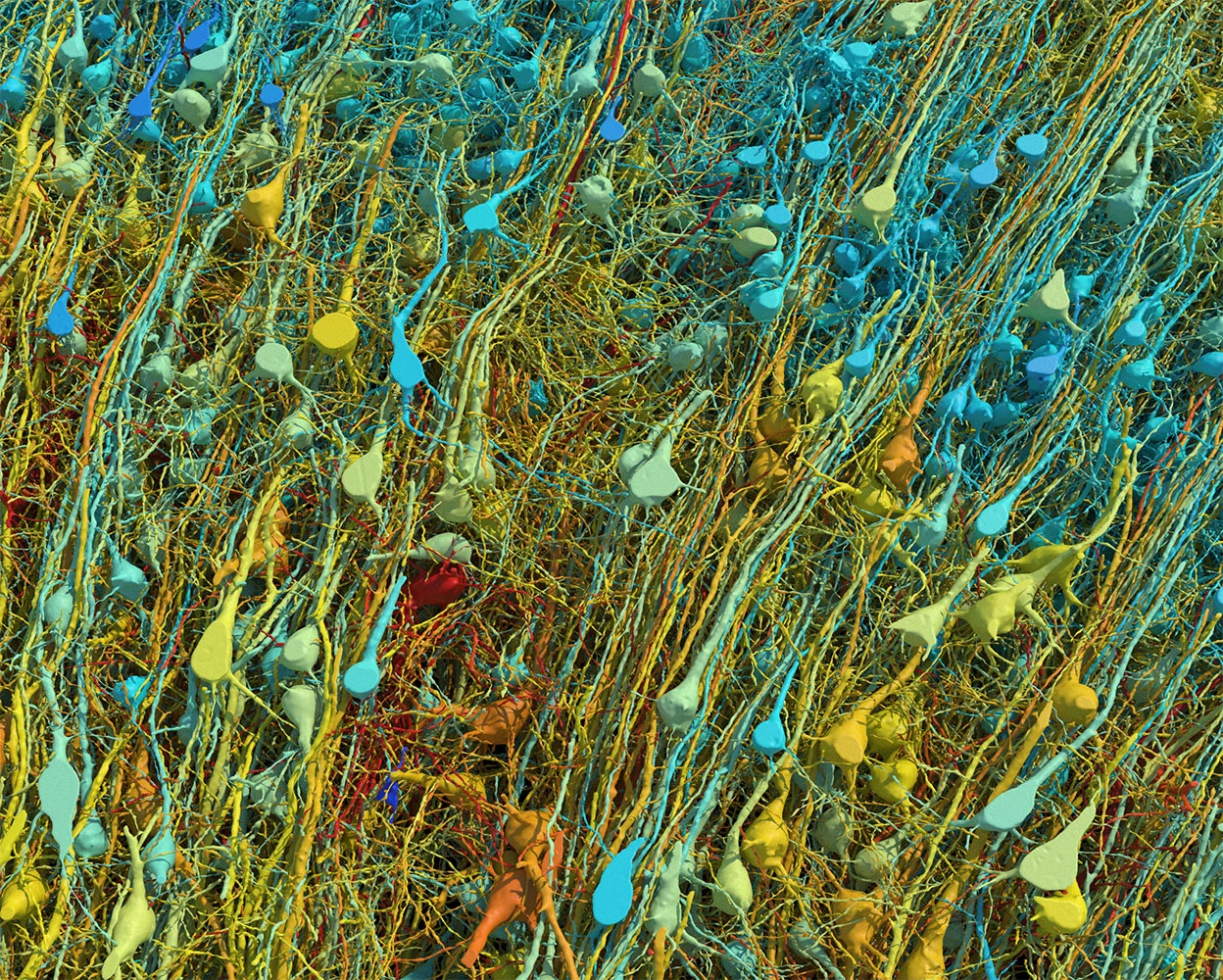 Image credit: Google Research & Lichtman Lab (Harvard University). Renderings by D. Berger (Harvard University) Rendering based on electron-microscope data, showing the positions of neurons in a fragment of the brain cortex. Neurons are coloured according to size. 