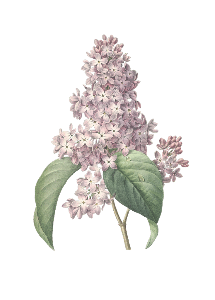 Image by Susann Mielke from Pixabay