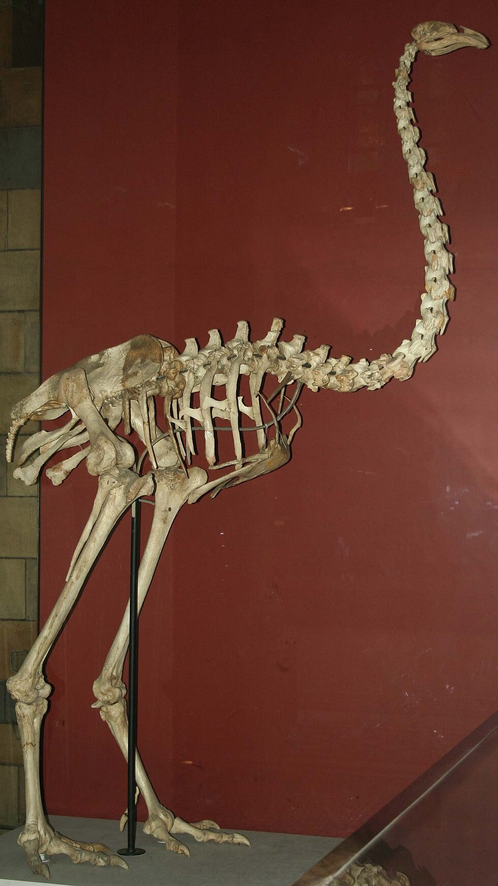 Natural History Museum, London, CC BY 4.0 <https://creativecommons.org/licenses/by/4.0>, via Wikimedia Commons
https://commons.wikimedia.org/wiki/File:Dinornis_maximus,_Natural_History_Museum_(PV_A_608).jpg