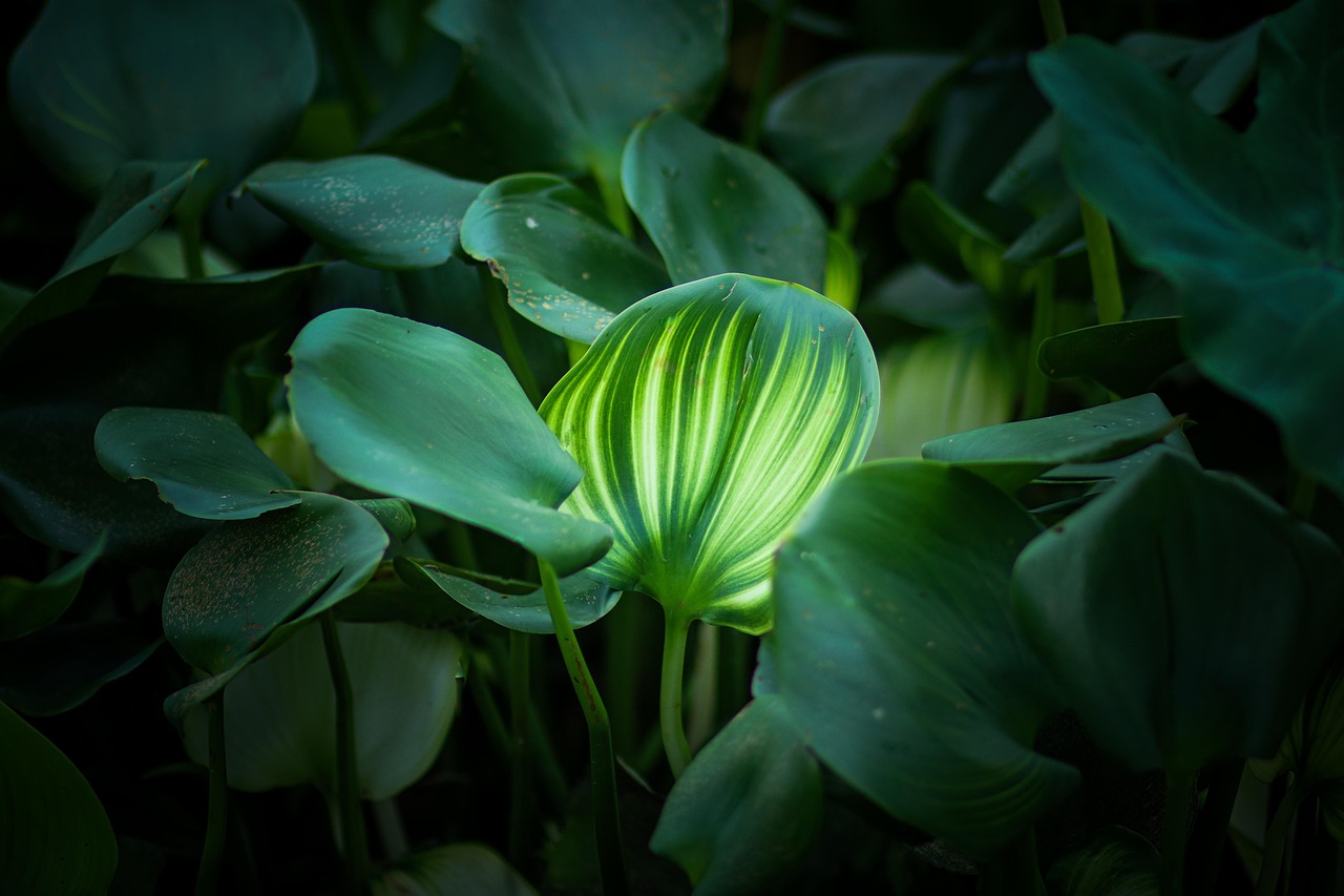 Image by Majharul Islam from Pixabay